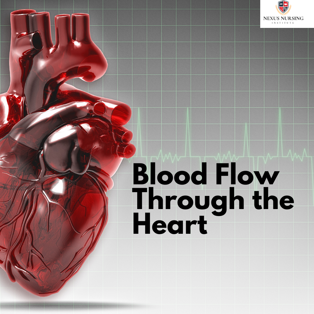 Blood Flow Through the Heart